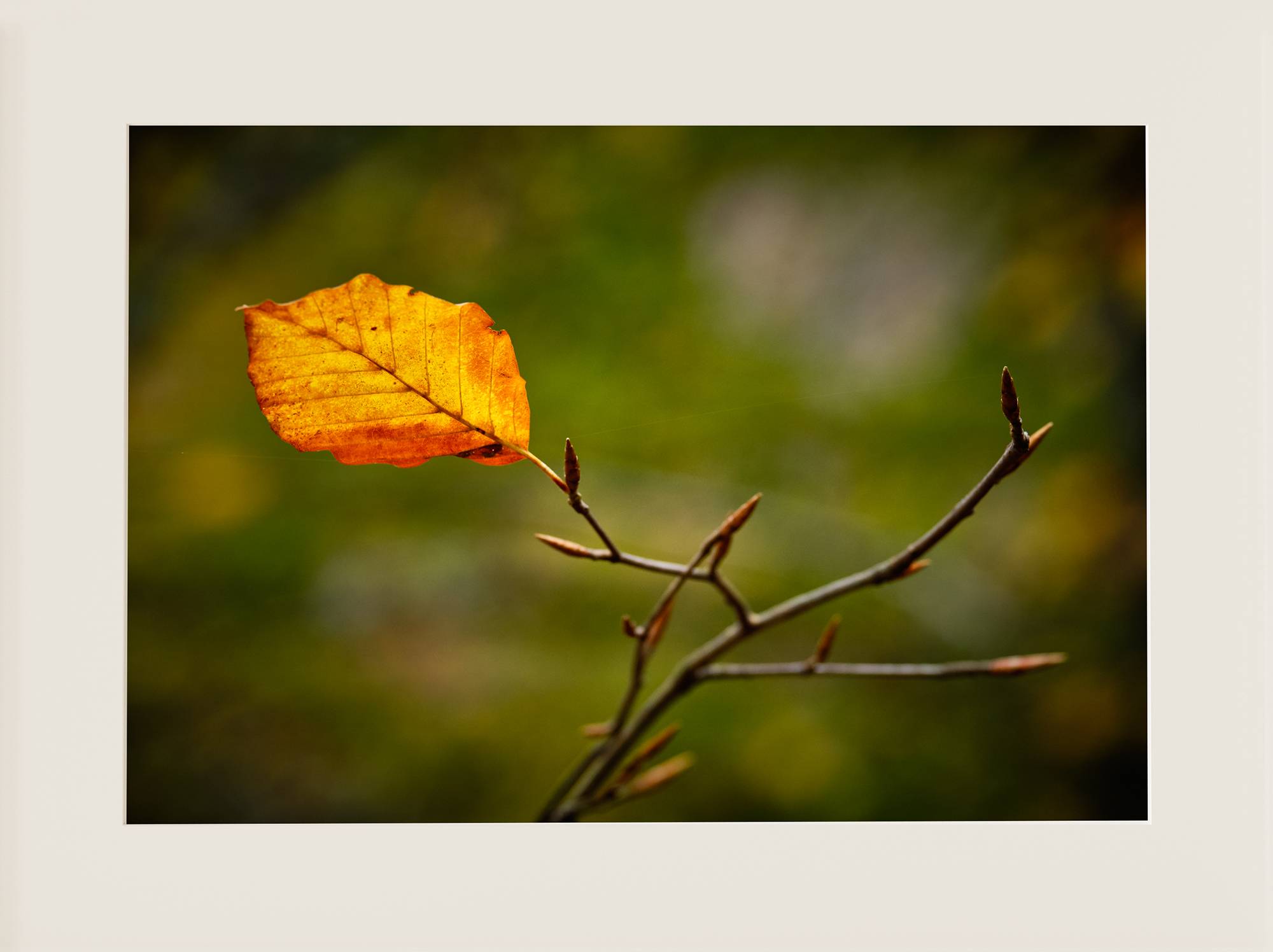 Hoja otoñal - Imagen 2