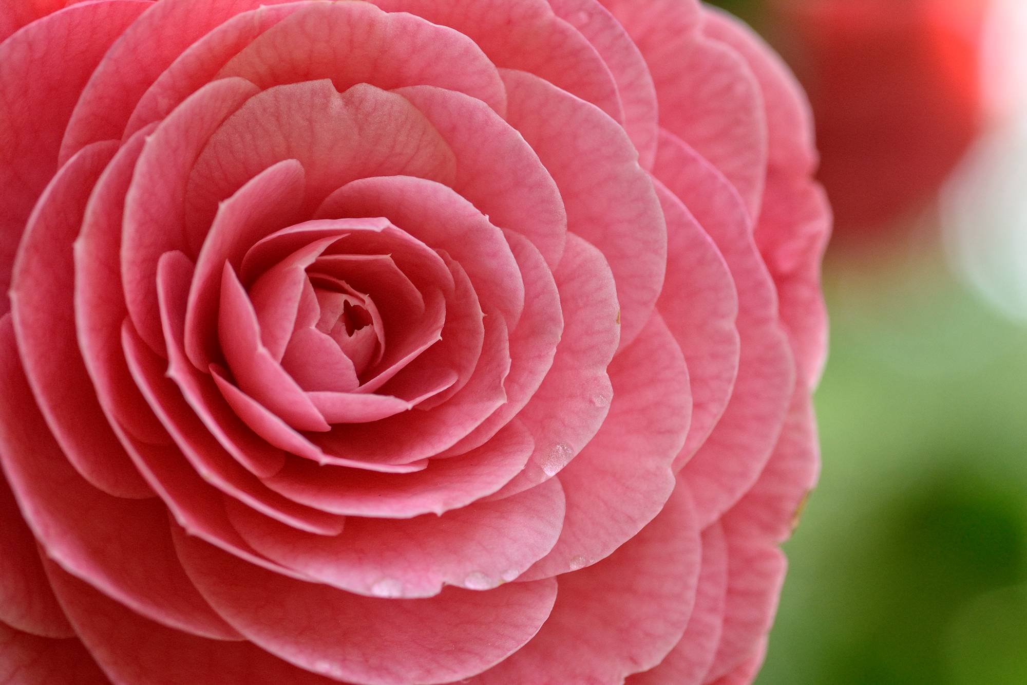 Fotografía de una camelia rosa