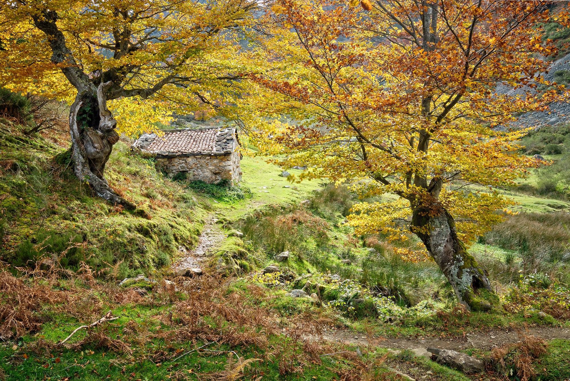 Camino entre unos árboles otoñales, con una cabaña al fondo