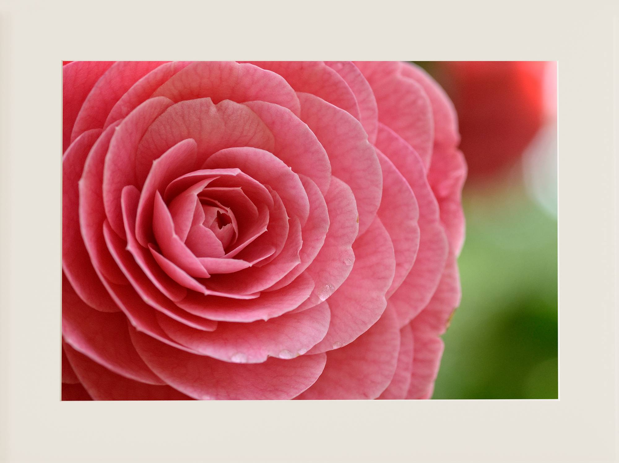 Camelia rosa 3 - Imagen 2