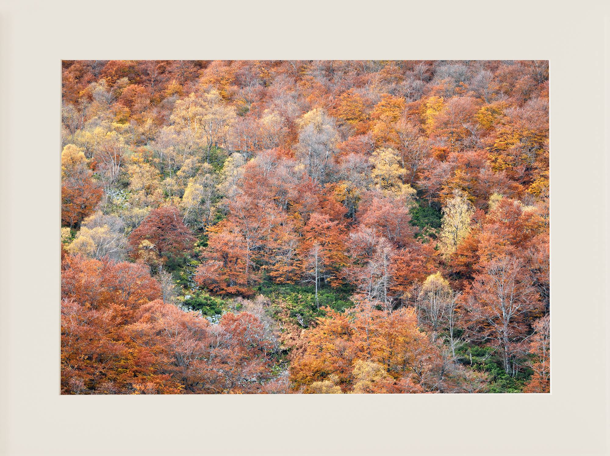Bosque del Gumial - 2 - Imagen 2