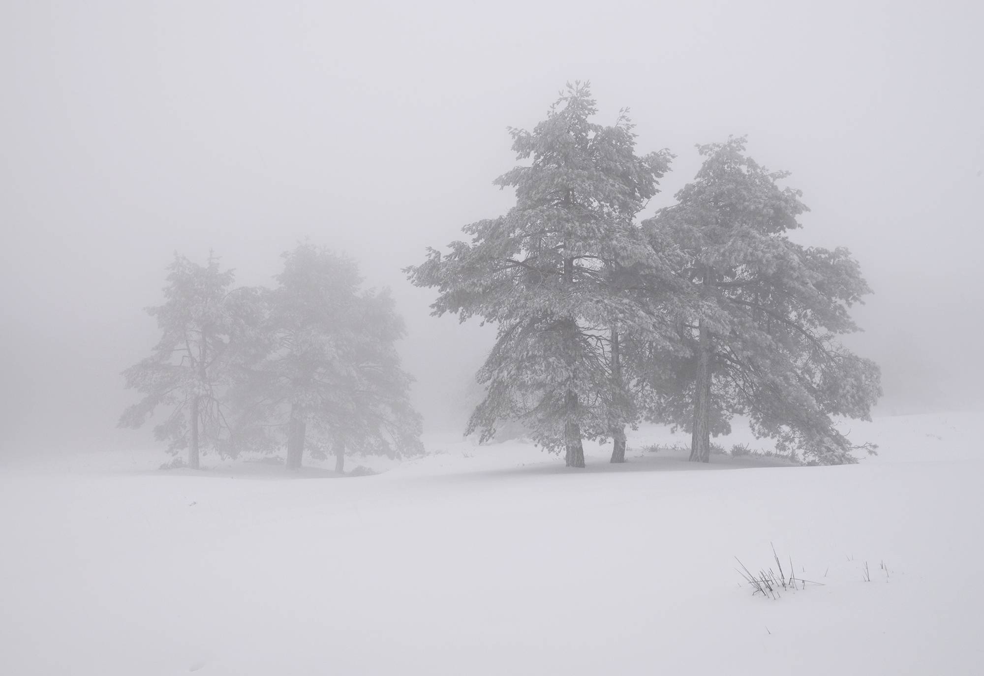 Paisaje nevado en Tineo - 1