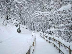 Hayedo de Montegrande nevado, en Teverga