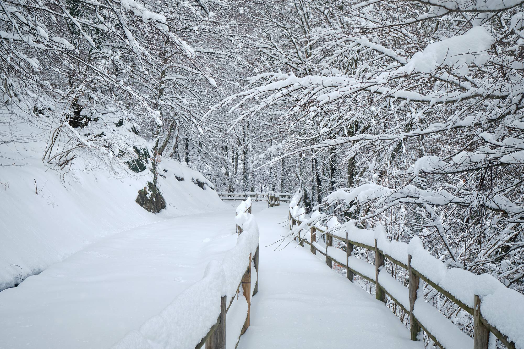 Hayedo de Montegrande nevado, en Teverga