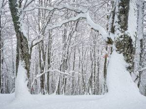 Bosque Saperu nevado, en el Parque Natural de Redes