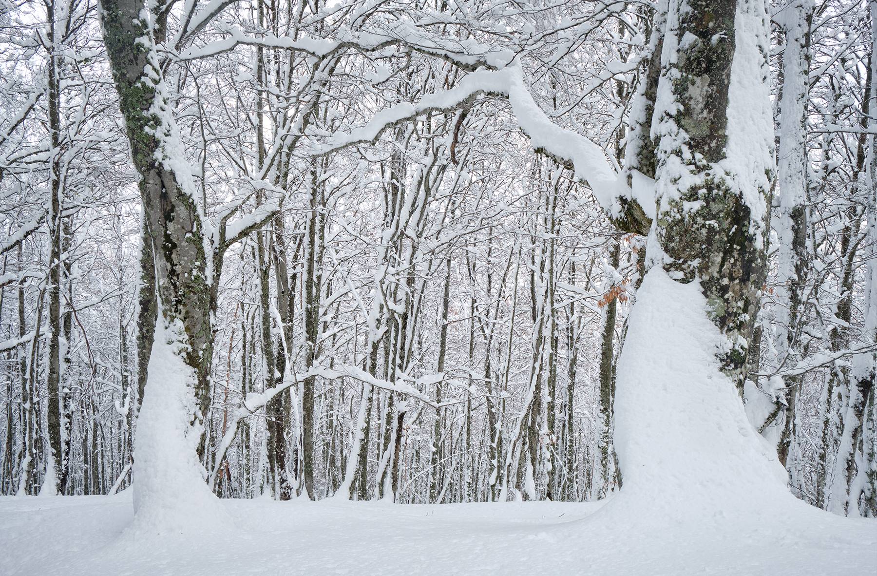 Bosque Saperu nevado, en el Parque Natural de Redes