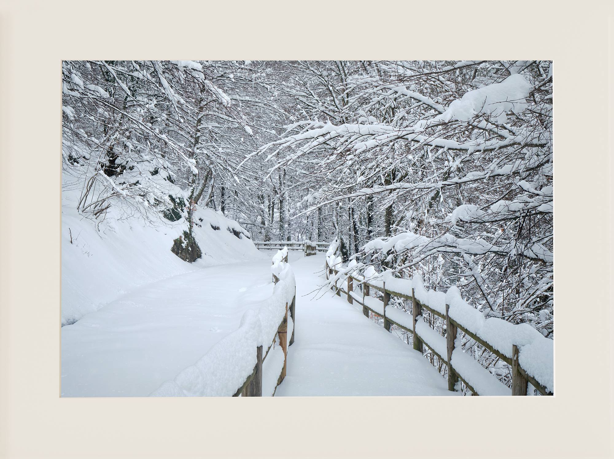 Hayedo de Montegrande, nevado -1 - Imagen 2