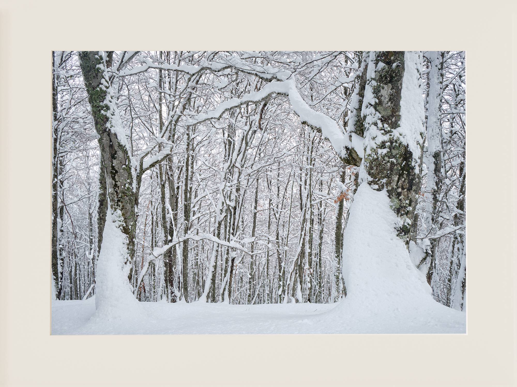 Bosque Saperu, nevado-2 - Imagen 2
