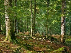 Cuadro fotográfico del bosque de Pome en Cangas de Onís